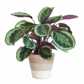 Calathea medaillon et son pot panier blanc - hauteur 65cm
