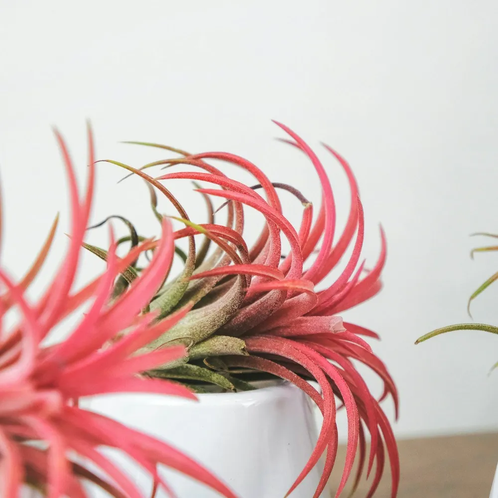 Plante aérienne - set de 10 - tillandsia - hauteur 5-15cm - ⌀5cm