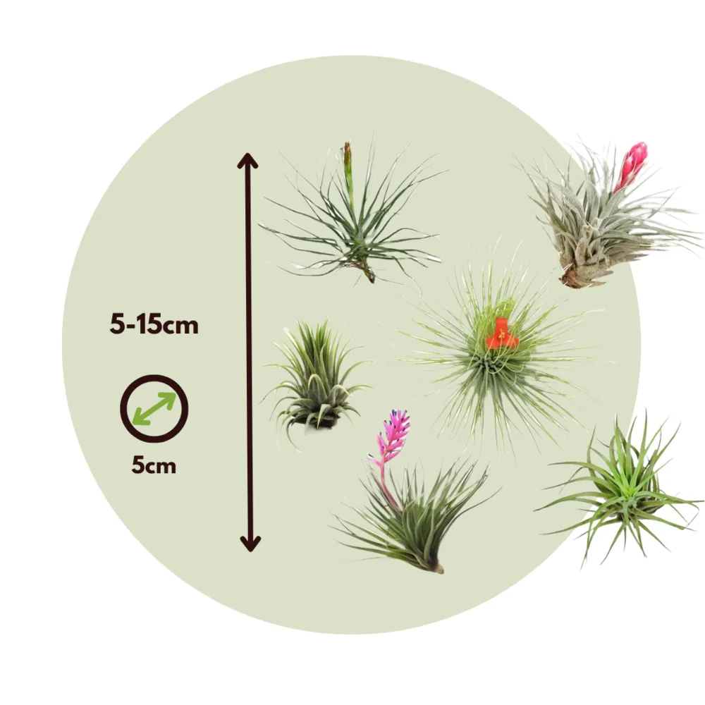 Plante aérienne - set de 10 - tillandsia - hauteur 5-15cm - ⌀5cm